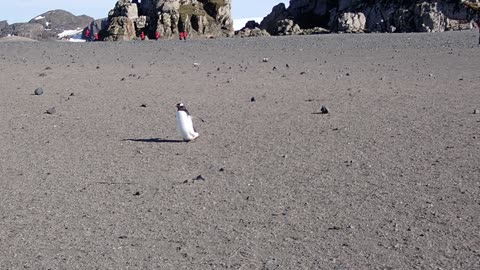 Gentoo Penguin walking to the Beach, Elephant Point, Antarctica