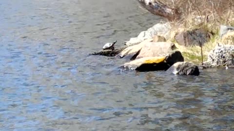 I finally saw the turtle!