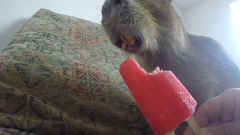 Capybara eating an Ice Pop