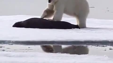 Rare sighting of a polar bear running