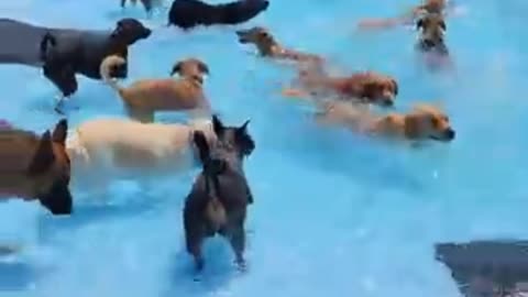 Pool day for the pups