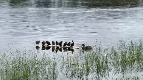 ducklings with their mother