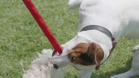 Dog on Leash Playing With Toy