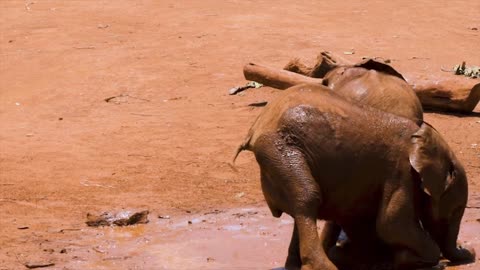 Baby elephants play together in the mud