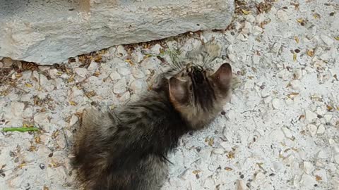 Two Kittens Playing Near A Hollow Block