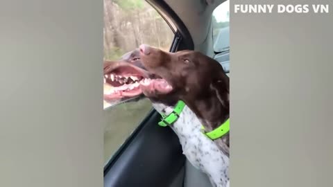 Funny dogs