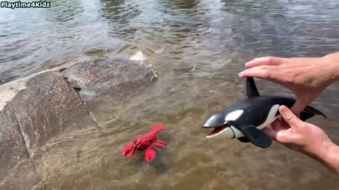 Sea #Animal# Toys This Summer at the #Shore#