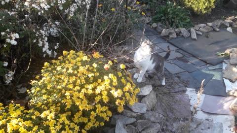 Funny cat in the garden