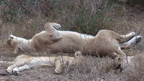 Collection: Lovely Moments of Lions