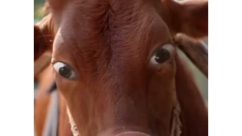 funny animals meme X cow funy reaction X X laughs