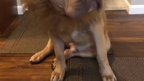 “Baby Lion’s” first time wearing his Halloween costume 🦁🥰😍