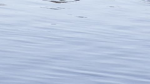 Baby duck with Canadian geese on lake