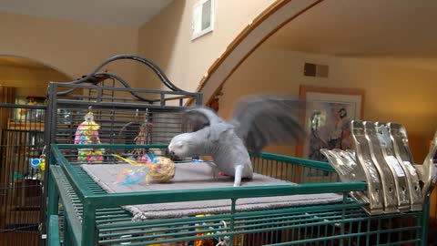 Tara the African Grey parrot playing