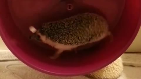 Pygmy Hedgehog Male with Wheel cute funny animal video