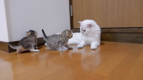 The kitten approaching the daddy cat to play with him was so cute