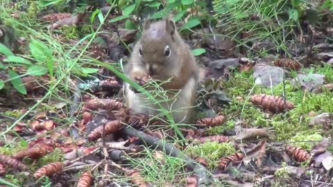 Squirrel Animals Nature Animal World Canada Yukon