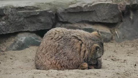 Zelenogorskthe Pallas's cat is chilling on his tail