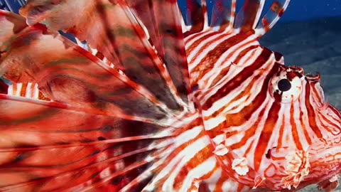 Lionfish | Beautiful But Deadly | #shorts