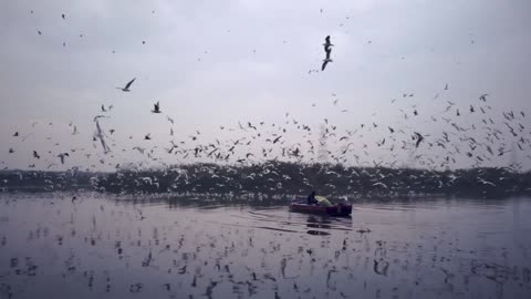 Awe-Inspiring Bird Migration: Spectacular Flight Over Lake with Boat Encounter