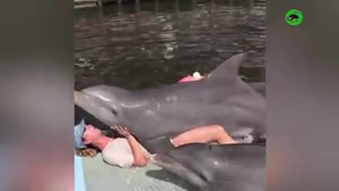 Funny Dolphin Video 2024 | Best Funny Video