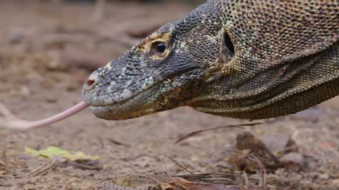 You’re Not Ready for How Playful Komodo Dragons Can Be 🐲 Smithsonian Channel