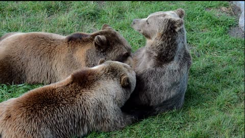 Very cute animals bears