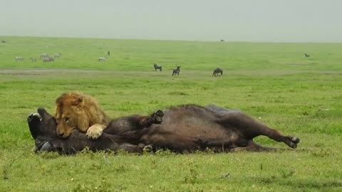 A single male lion take down a Buffalo