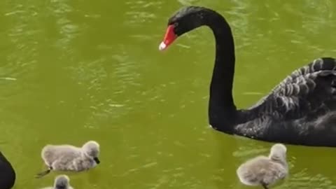 Baby cygnet