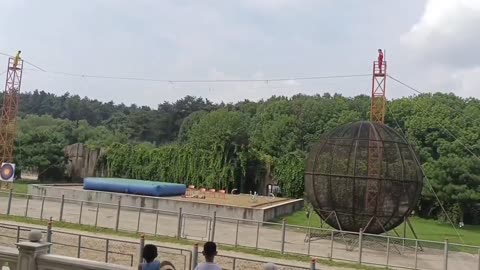 China: A Funambulist falls off tightrope to his death during a performance..