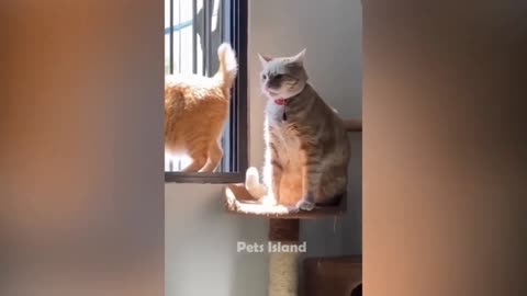 🔥Most Trending Animal Videos - Funniest Cats and Dogs 2023 😺🐶 | P1