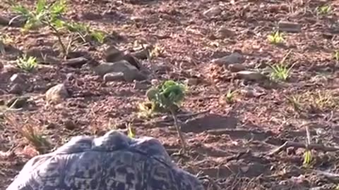 Will This Lion Be Able To Eat The Tortoise? #shorts #shortsvideo #video #viral