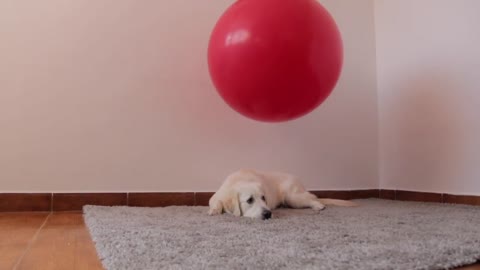 Surprise For My Cute Puppy Bailey - Giant Balloons! Funny Dog vs Giant Balloons