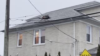 Turkey Walks on Telephone Wires