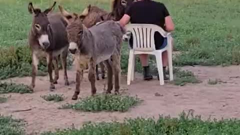 Hanging out with donkeys on a beautiful Texas night