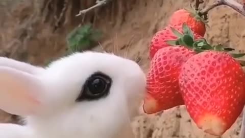 Cute rabbit eating video🤣