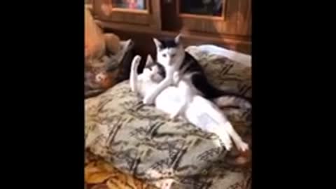 Best funny cat videos###