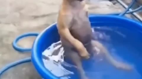 Gog take a bath 🚿| cute dogs