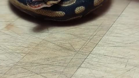 Update: Ball Python Scale Rot