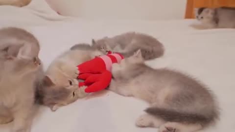 The kitten who can't play with anything bigger than itself is too cute...