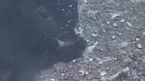 Black Squirrel With Snow On His Nose, Dbn, MI, 1/17/24