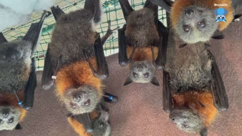 Rescuing baby flying-foxes; Waratah Spritzer and Sangria