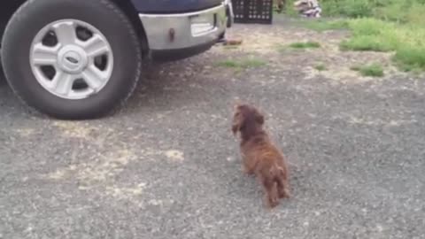 Dog guards family from his reflection