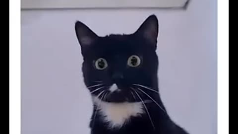 funny cat