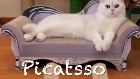 Picatso