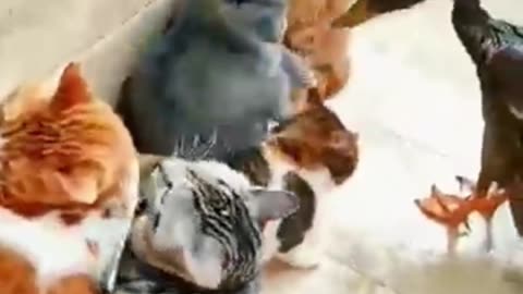 Watch This Duck Fight A Cat Like Never Before!