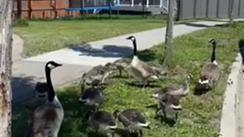 Parent #geese guarding, #baby geese #pecking 🐧 #canadageese #canadagoose #birds #animals #goose