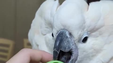 birds,bird,funnybirds,parrot,parrot talking,funny parrots tik tok,