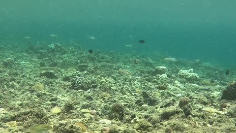 Snorkeling Adventures Philippines, A lot of life in the shallow water