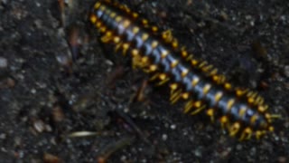 Orange Millipede