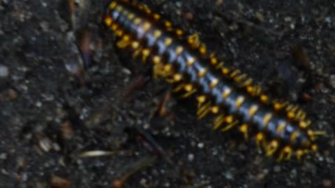 Orange Millipede